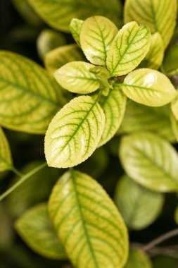 doğada yaprak. Kapat