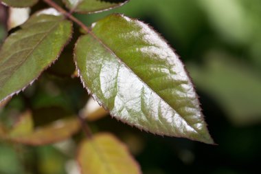 doğada yaprak. Kapat