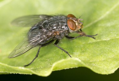 yeşil yaprak üzerinde uçmak. Kapat