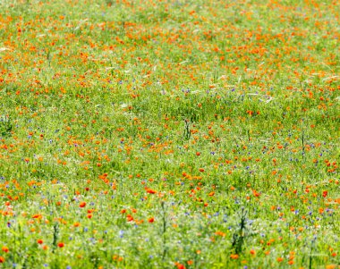 doğa alanında kırmızı haşhaş