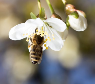 bir ağaç üzerinde beyaz bir çiçek arıya