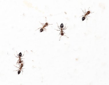 Beyaz duvardaki karıncalar