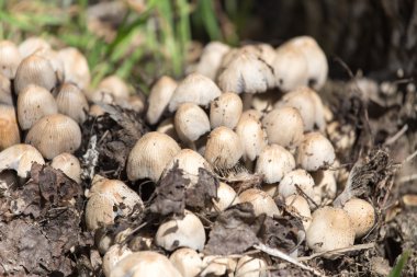 mantarı mantar doğa bahar