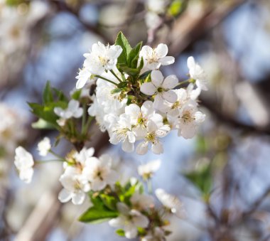 Ağaçtaki güzel çiçekler