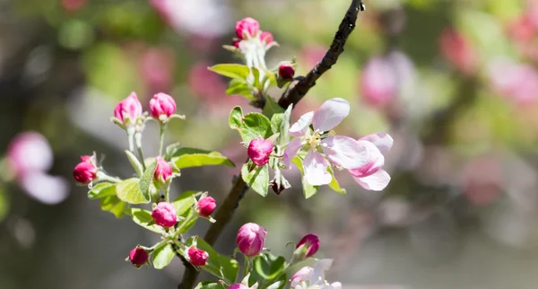 Vackra blommor — Stockfoto