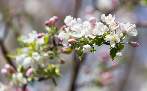 Beautiful flowers — Stock Photo, Image