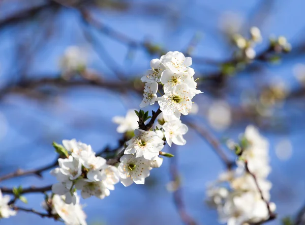 Beautiful flowers — Stock Photo, Image