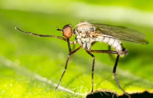 Komár v přírodě. Zavřít — Stock fotografie