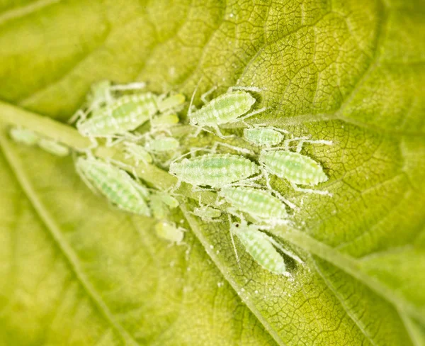 Aphids on a green leaf. close — Stock Photo, Image
