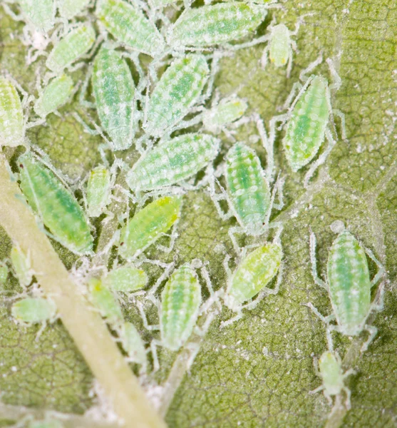 Afidi su una foglia verde. vicino — Foto Stock