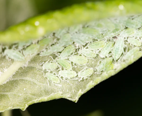 Afidi su una foglia verde. vicino — Foto Stock