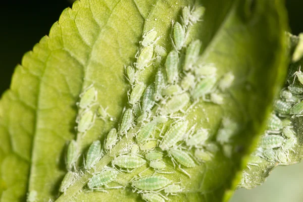 Afidi su una foglia verde. vicino — Foto Stock