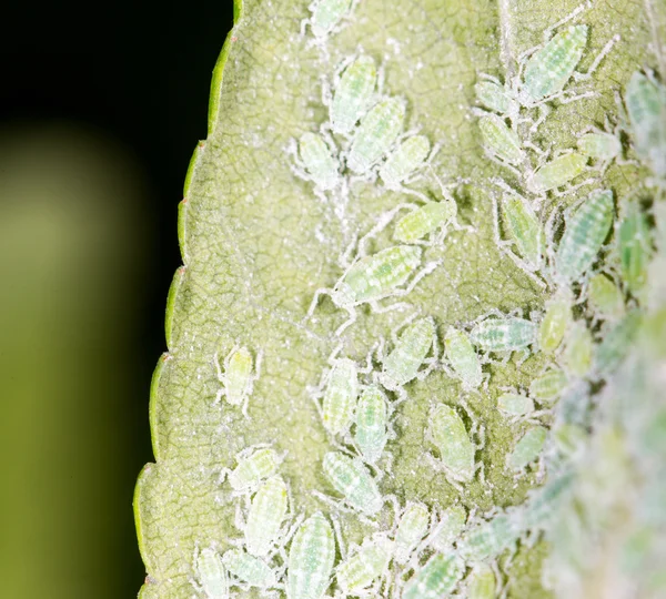 Pulgões em uma folha verde. fechar — Fotografia de Stock