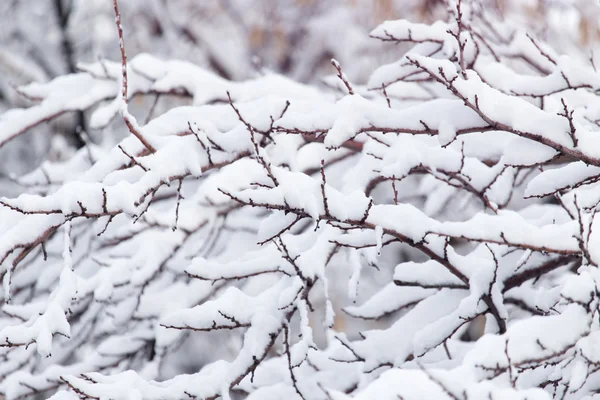 Snö på grenarna av ett träd — Stockfoto