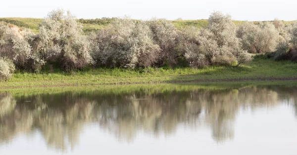 Árboles reflejados en un lago — Foto de Stock