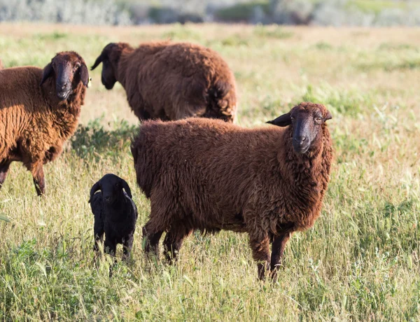 Schapen in de wei — Stockfoto