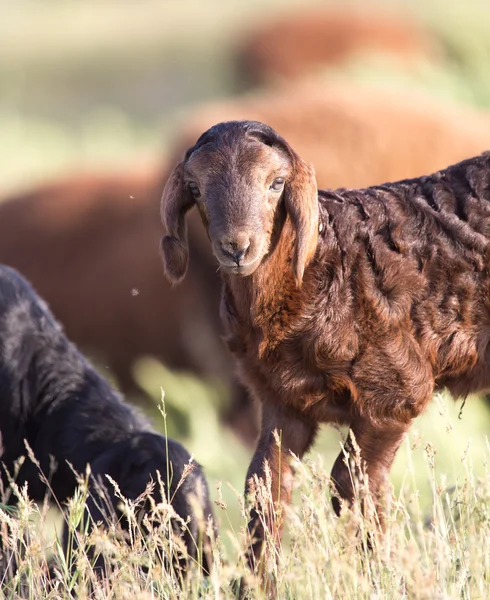 Schapen in de wei — Stockfoto