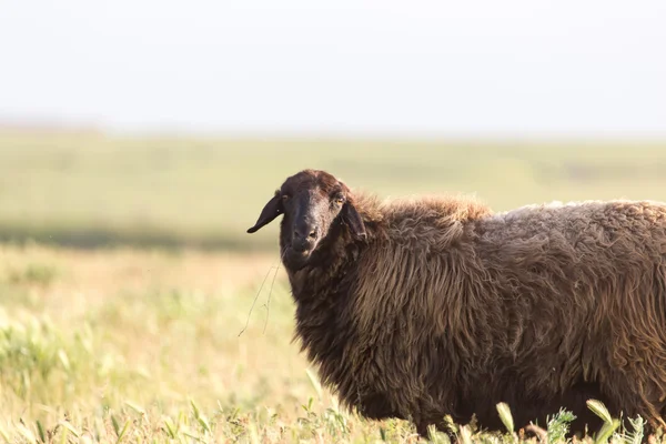 Ovce na pastvině — Stock fotografie