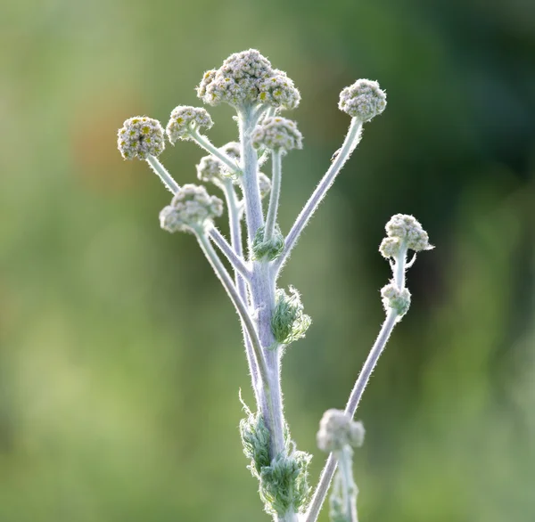 Plante épineuse dans la nature — Photo