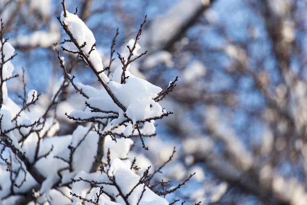 Hó egy fa ágain a kék ég ellen — Stock Fotó