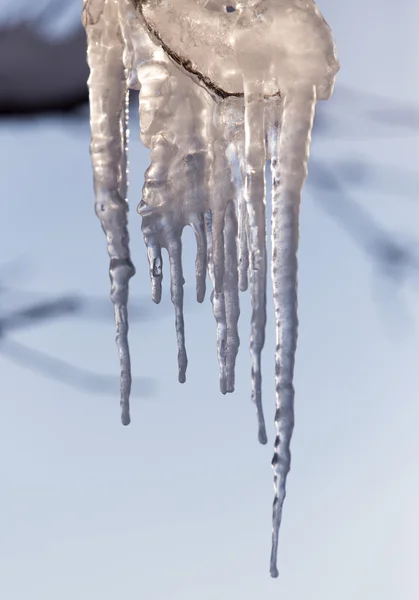 Lumipuun oksa talvella — kuvapankkivalokuva