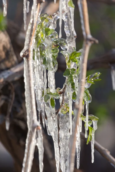 On the plant in spring — Stock Photo, Image