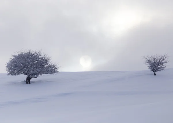 Árbol en la nieve al amanecer sol — Foto de Stock