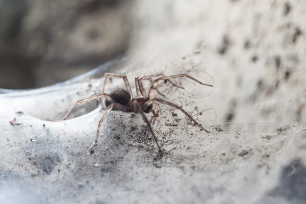 Araña en el sótano —  Fotos de Stock