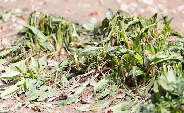 霜の後春のスイバの枯れ葉 — ストック写真