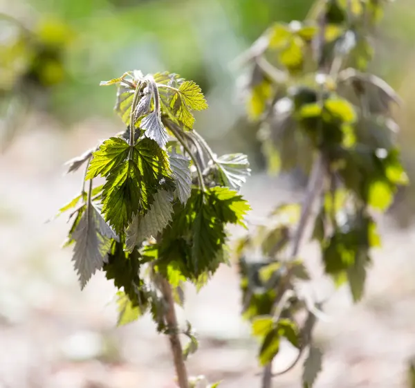 Dead raspberry leaves after frost in spring — Stock Photo, Image