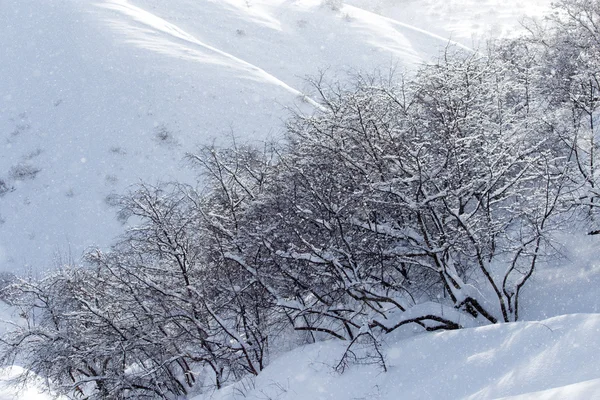 Drzewo w śniegu w górach — Zdjęcie stockowe
