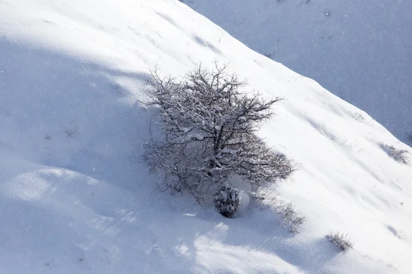 Snötäckta sluttningar Tien Shan — Stockfoto