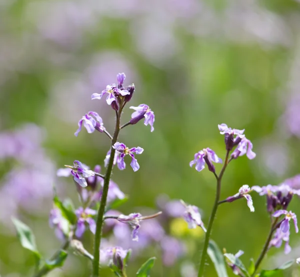 Blauwe bloem in de natuur — Stockfoto