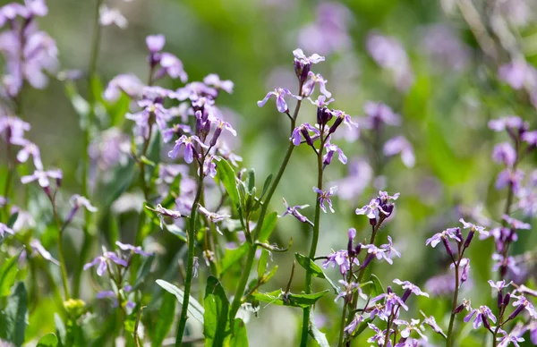 Fleur bleue dans la nature — Photo