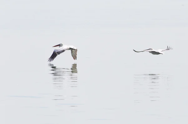 Os pássaros voam sobre a superfície da água — Fotografia de Stock