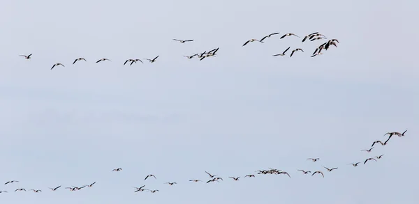 Un troupeau d'oiseaux dans le ciel — Photo