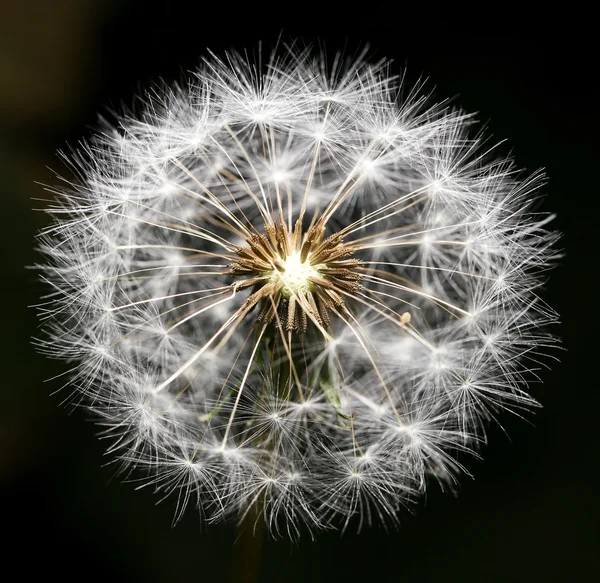 Dandelion on a black background. close — Stock Photo, Image