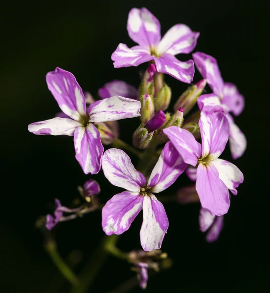 Lila blomma på en svart bakgrund. Stäng — Stockfoto