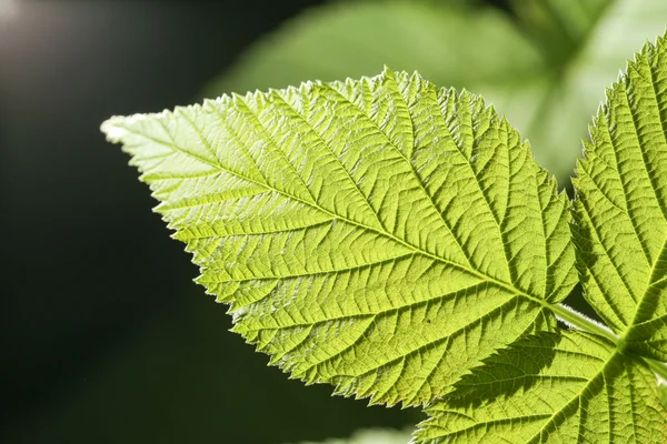 Blatt in der Natur. schließen — Stockfoto