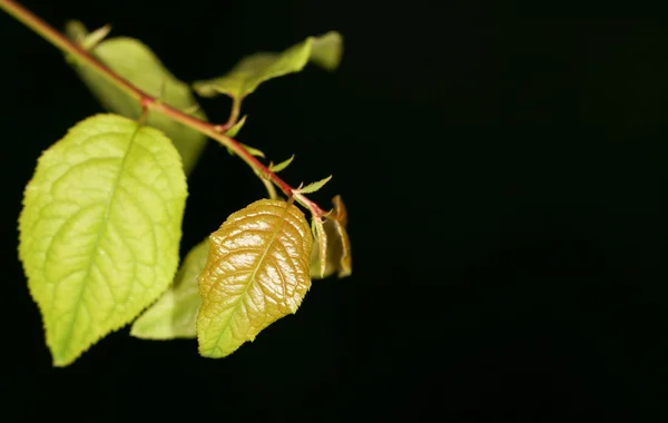 Folha na natureza. fechar — Fotografia de Stock