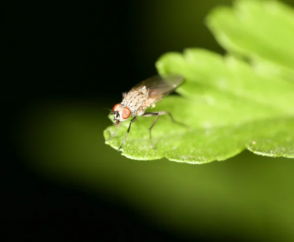 Volar sobre una hoja verde. cerrar —  Fotos de Stock