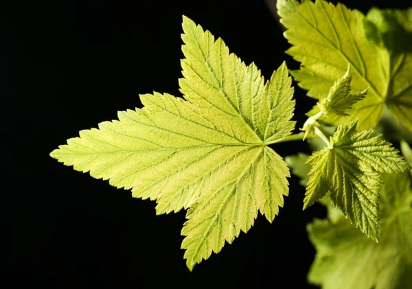 Foglie su sfondo nero. vicino — Foto Stock