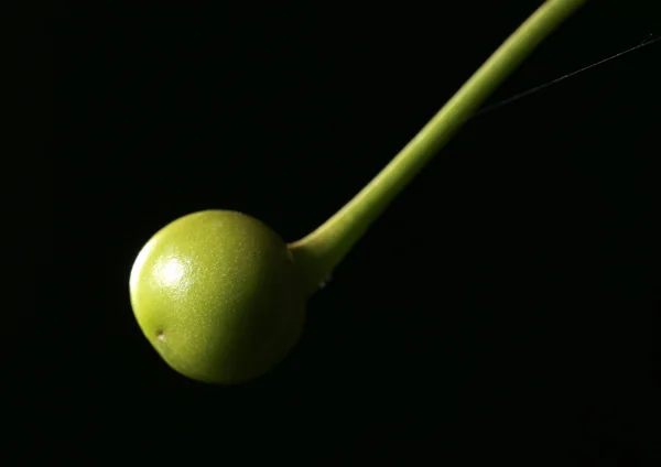 Unripe green cherry on nature. close — Stock Photo, Image