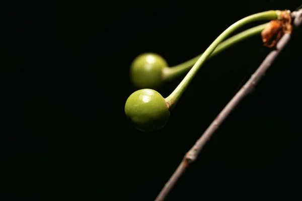 Unripe green cherry on nature. close — Stock Photo, Image