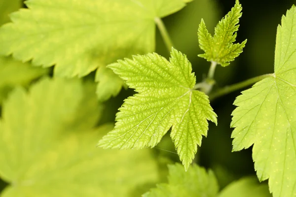 Blatt in der Natur. schließen — Stockfoto