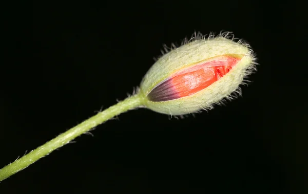 Amapola cerrada sobre un fondo negro — Foto de Stock