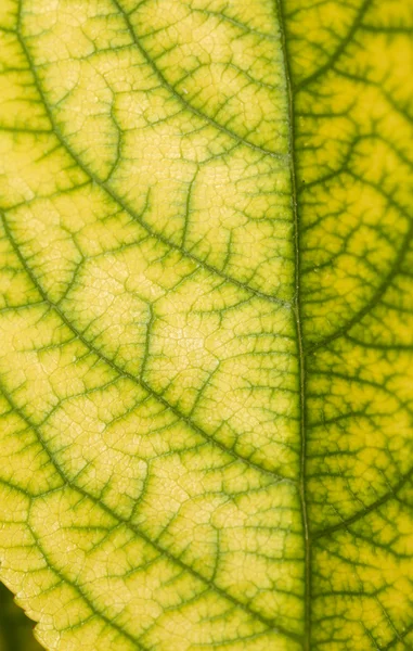 Foglia nella natura. vicino — Foto Stock