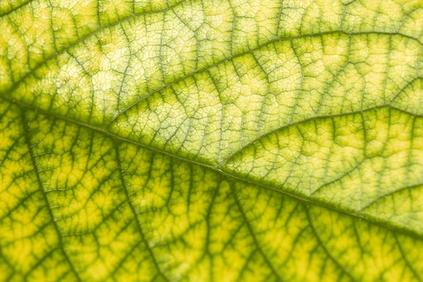 Hoja en la naturaleza. cerrar —  Fotos de Stock