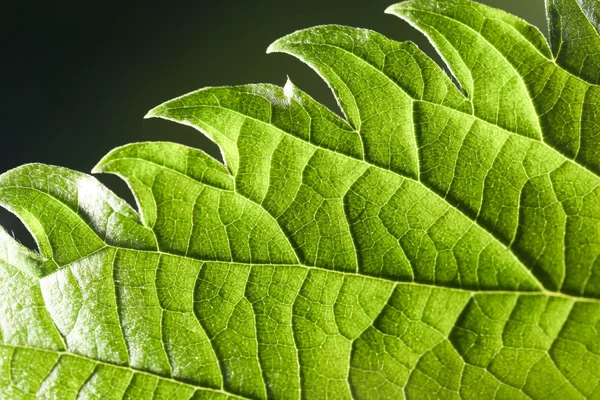 Bladeren in de natuur. sluiten — Stockfoto