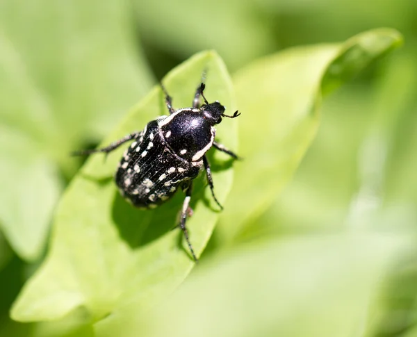 Uno scarabeo su una foglia verde. vicino — Foto Stock